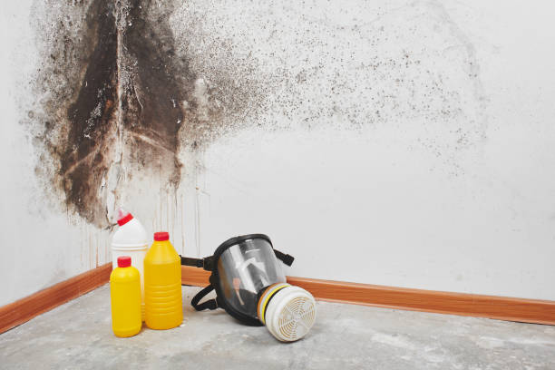 Best Mold Removal Process  in Martinsburg, PA