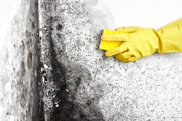 Best Certified Mold Removal  in Martinsburg, PA