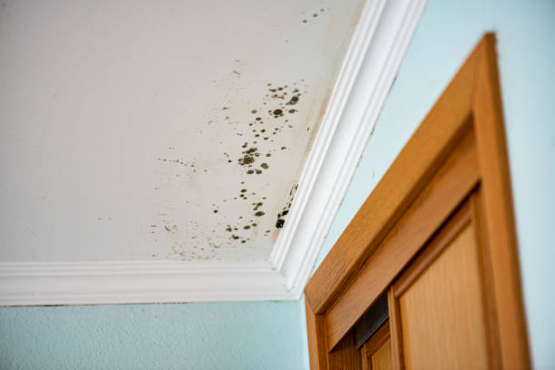 Best Mold Testing  in Martinsburg, PA