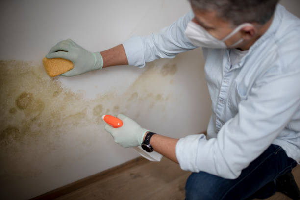 Best Home Mold Removal  in Martinsburg, PA