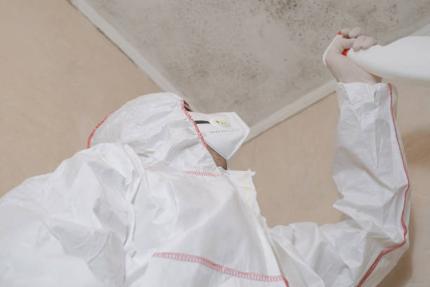 Best Black Mold Removal  in Martinsburg, PA
