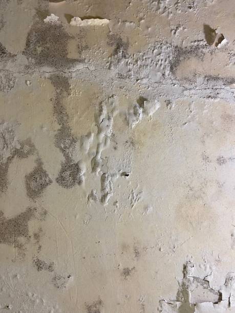 Best Mold Removal Near Me  in Martinsburg, PA