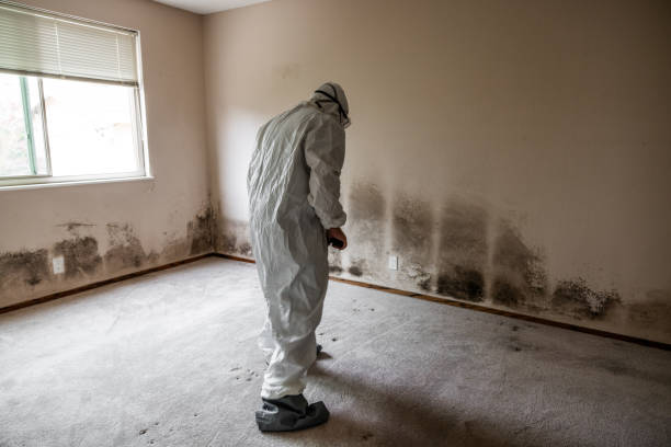 Best Professional Mold Removal  in Martinsburg, PA