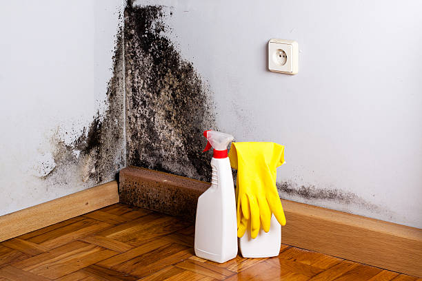 Best Mold Testing  in Martinsburg, PA