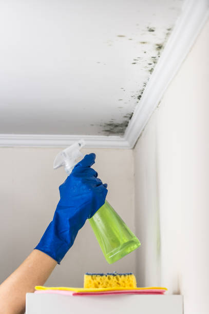 Best Best Mold Removal Companies  in Martinsburg, PA