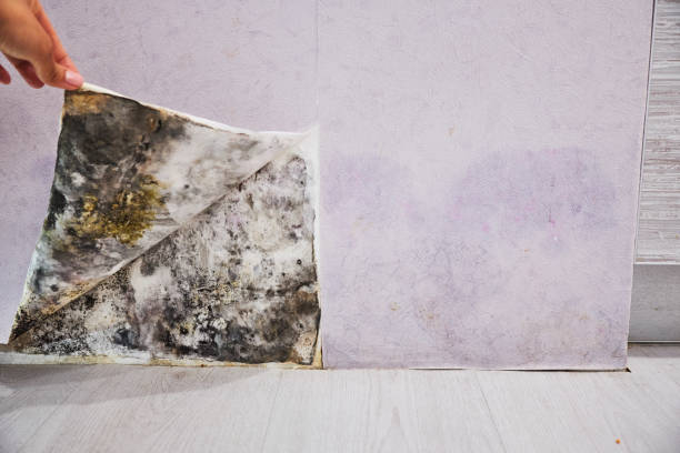 Best Mold Cleaning Services  in Martinsburg, PA
